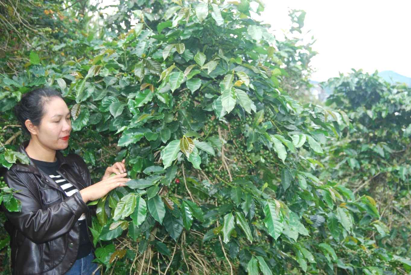 Tiếp tục hỗ trợ doanh nghiệp, hợp tác xã và nông hộ hoàn chỉnh hệ thống dữ liệu vùng trồng cà phê theo quy định EUDR