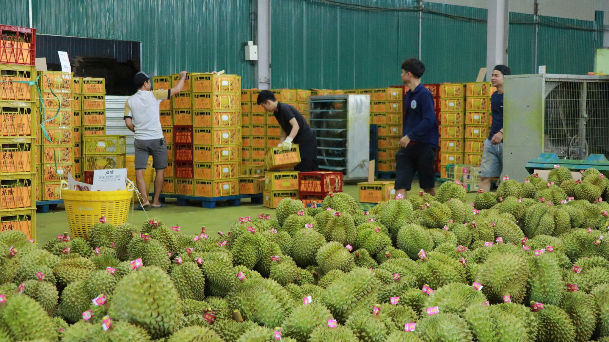 sau-rieng-ocop.jpg