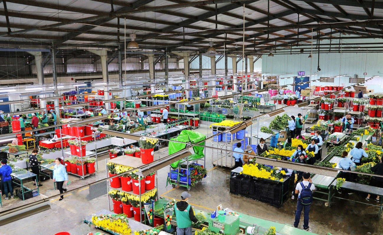 Sơ chế đóng gói hoa tươi xuất khẩu tại Công ty Đà Lạt Hasfarm