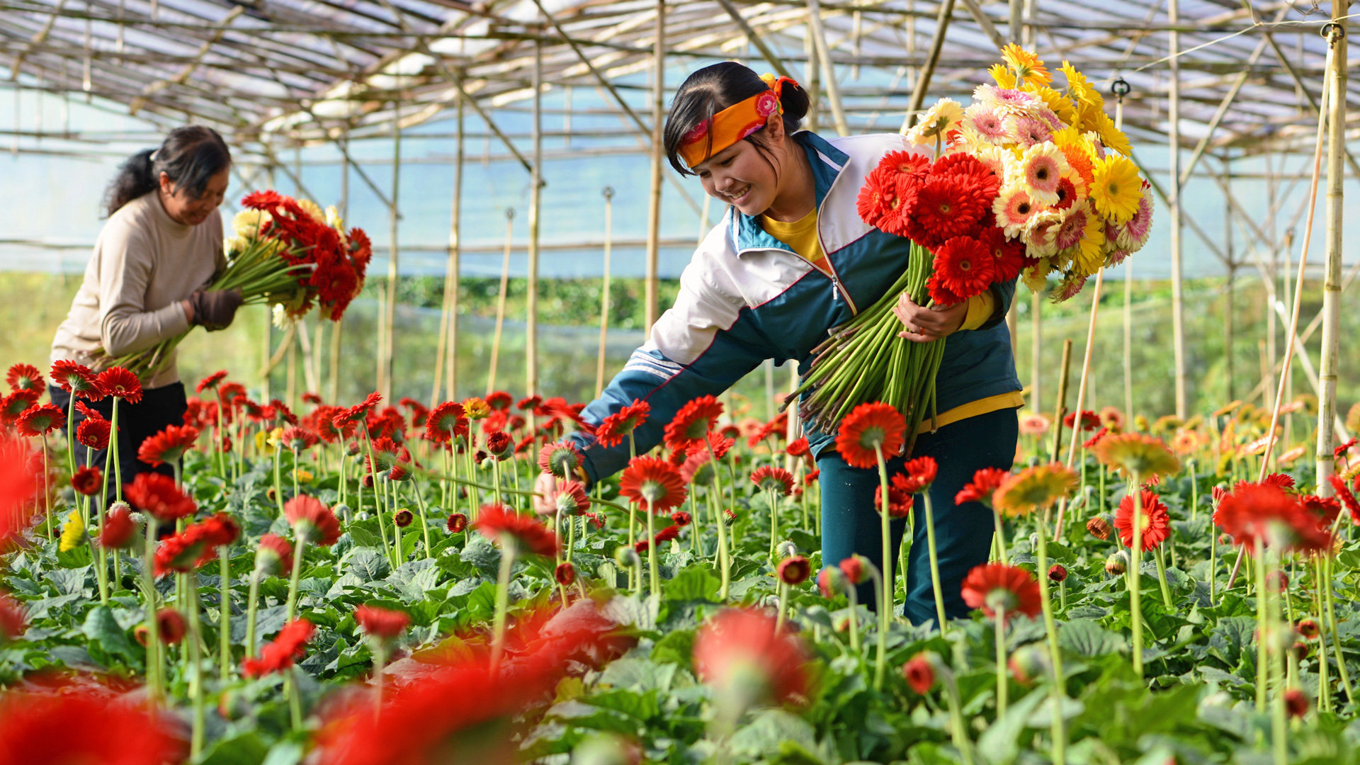 Thu hoạch hoa tại làng hoa Hà Đông