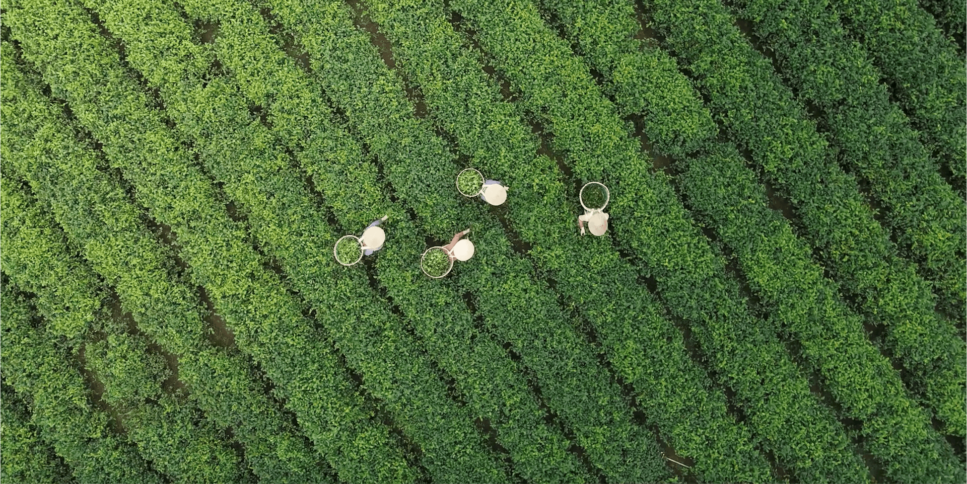 toan-canh-vung-che-lam-dong-voi-nhung-doi-che-xanh-bat-ngan-tao-nen-khong-gian-sinh-thai-dac-trung-cua-cac-xa-nong-thon-moi.-anh-nguyet.png