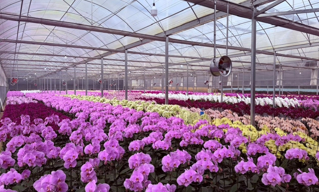 Trong năm 2025, các doanh nghiệp nhập khẩu về trồng trên địa bàn Lâm Đồng khoảng 36 triệu cây, củ, ngọn, hạt giống hoa các loại. võ Văn Việt