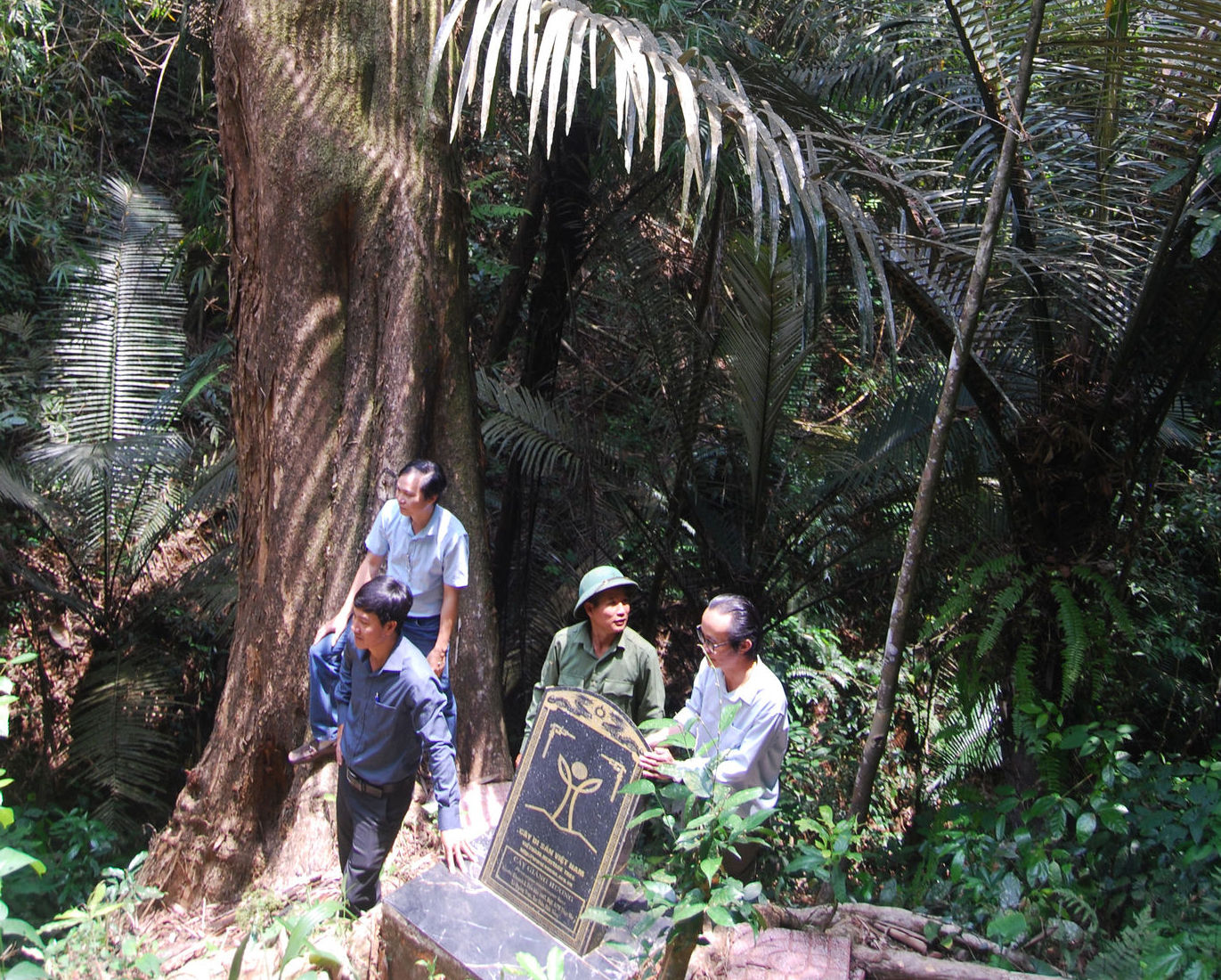 cay-di-san-465-nam-tuoi-trong-khu-vuc-rung-phong-ho-vang-dai-bien-gioi.jpg