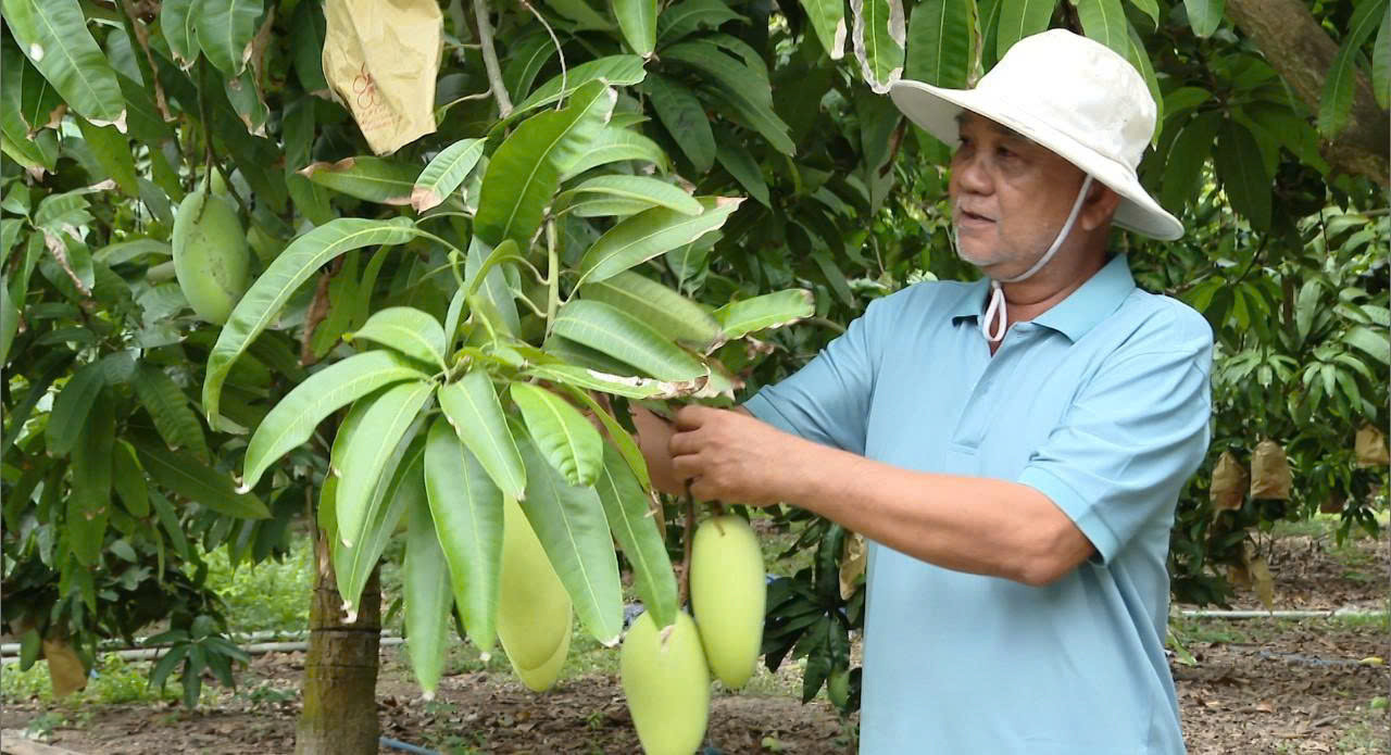 Nhờ áp dụng kỹ thuật sản xuất xoài nghịch vụ nên nông dân Lương Sơn