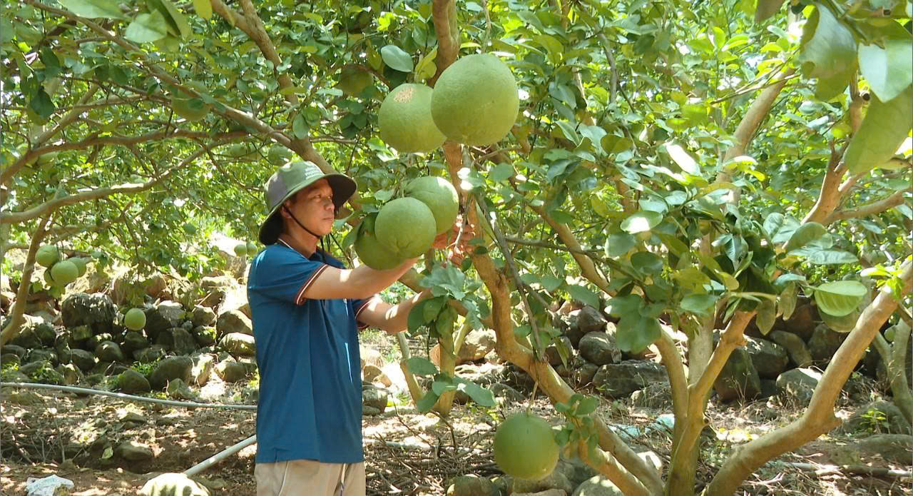 Nông dân trồng bưởi ở Lương Sơn có thể thu hoạch nhiều đợt trong năm, đặc biệt là ở vụ Tết thường có giá bán cao
