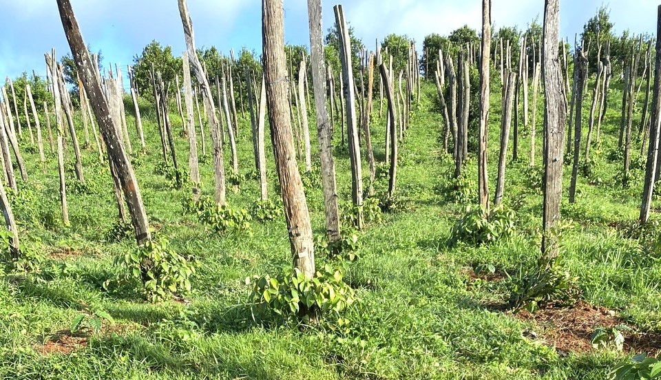 Vườn tiêu áp dung giải pháp canh tác hữu cơ ngay từ giai đoạn đầu