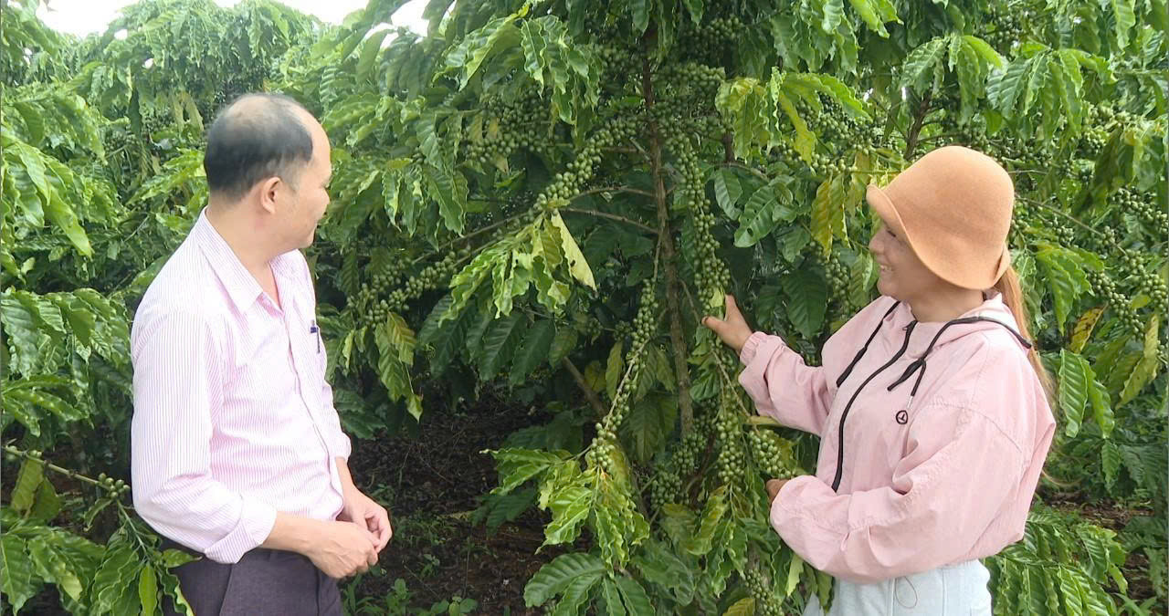 Chị Lơ Mu K’ Thiếu, xã Phú Sơn Lâm Hà (Lâm Đồng) bên vườn cà phê xanh tốt của gia đình