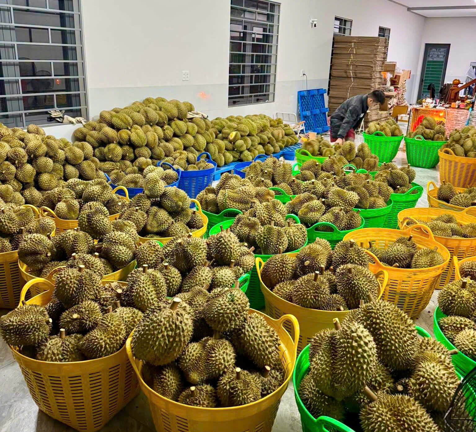 Freshly harvested Lam Dong durians