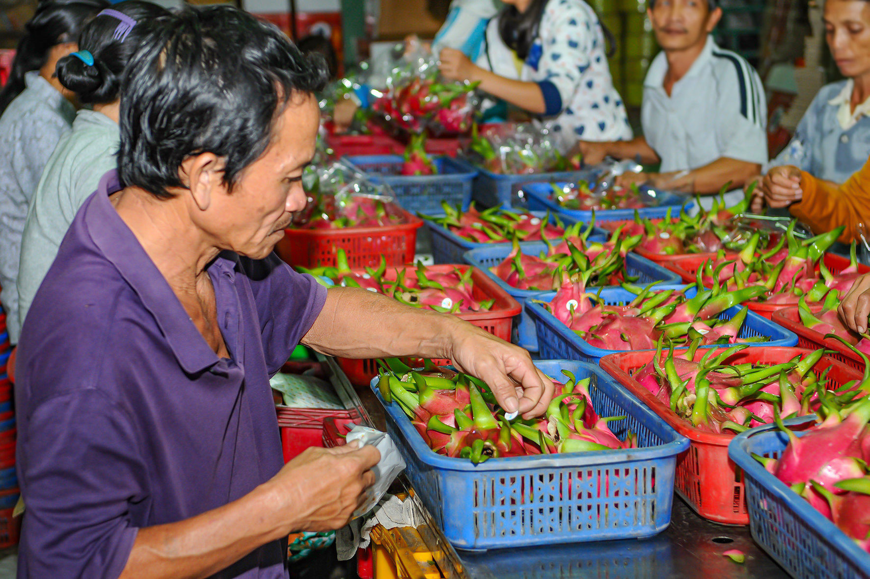 dan-tem-chi-dan-dia-ly-cho-trai-thanh-long-anh-nl-5-(1).jpg