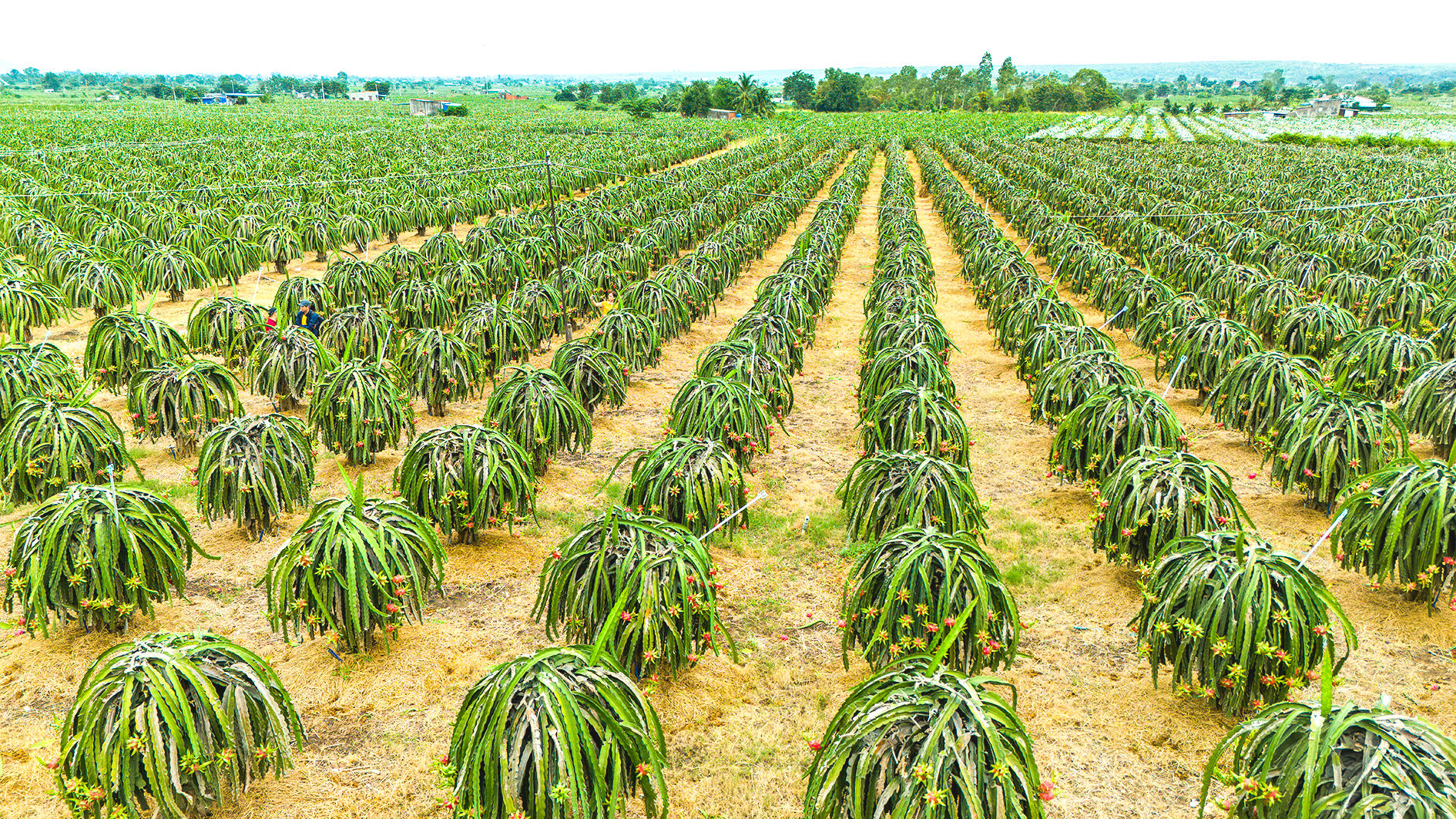 A Source of Raw Materials for the Global Market