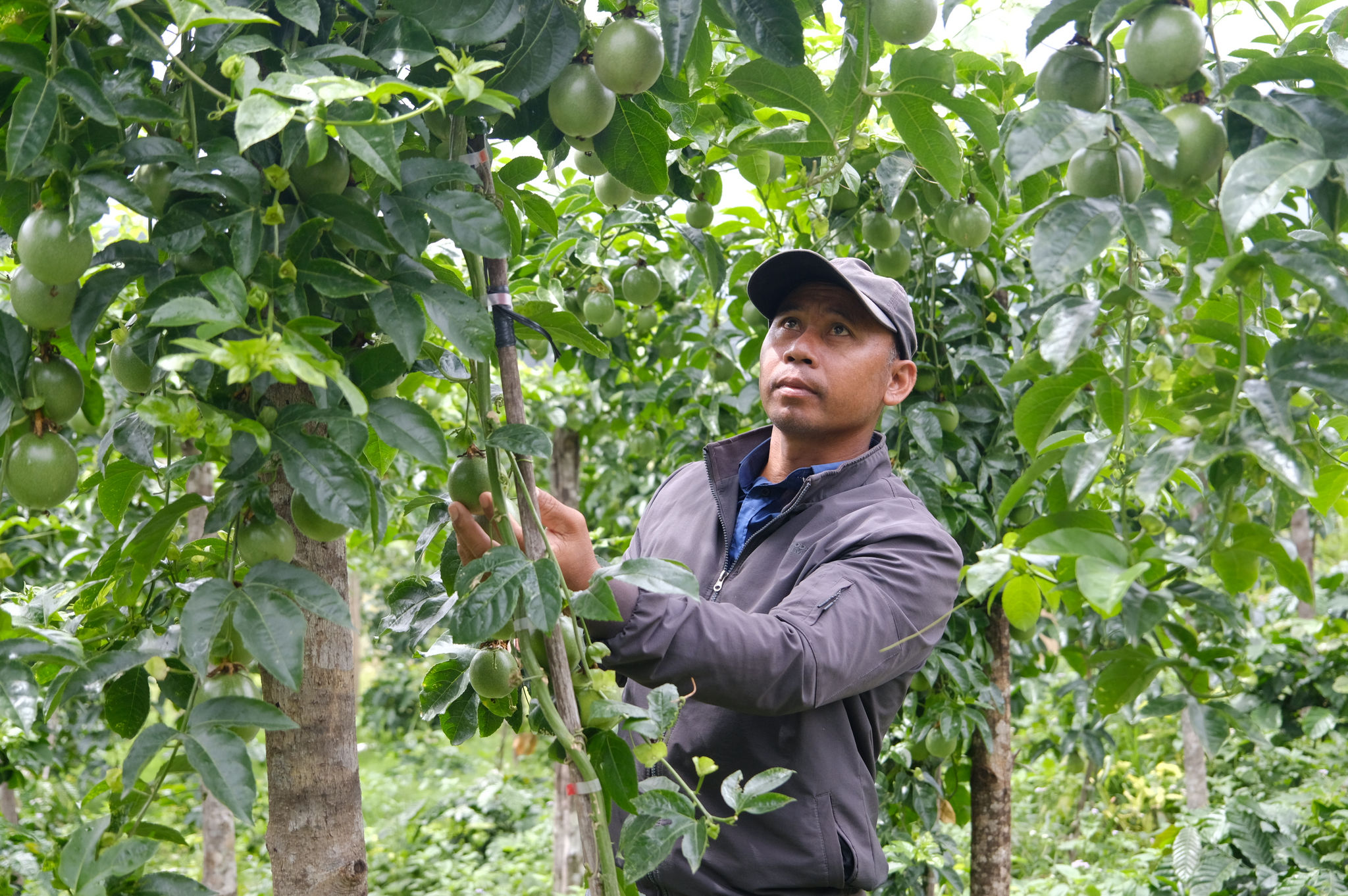 Ông Ya Phương tích lũy được nhiều kinh nghiệm trồng chanh dây
