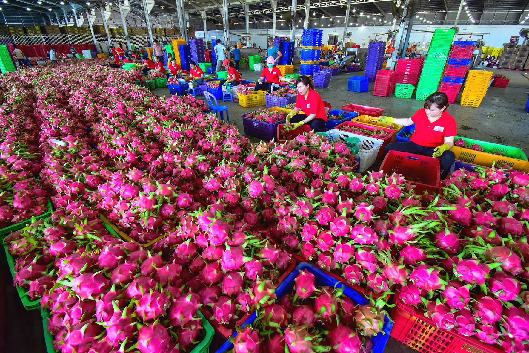 Sầu riêng, thanh long cũng được định hướng chế biến sâu, tạo ra sản phẩm có giá trị gia tăng cao nhằm tận dụng nguồn nguyên liệu chất lượng của tỉnh (Ảnh minh họa).