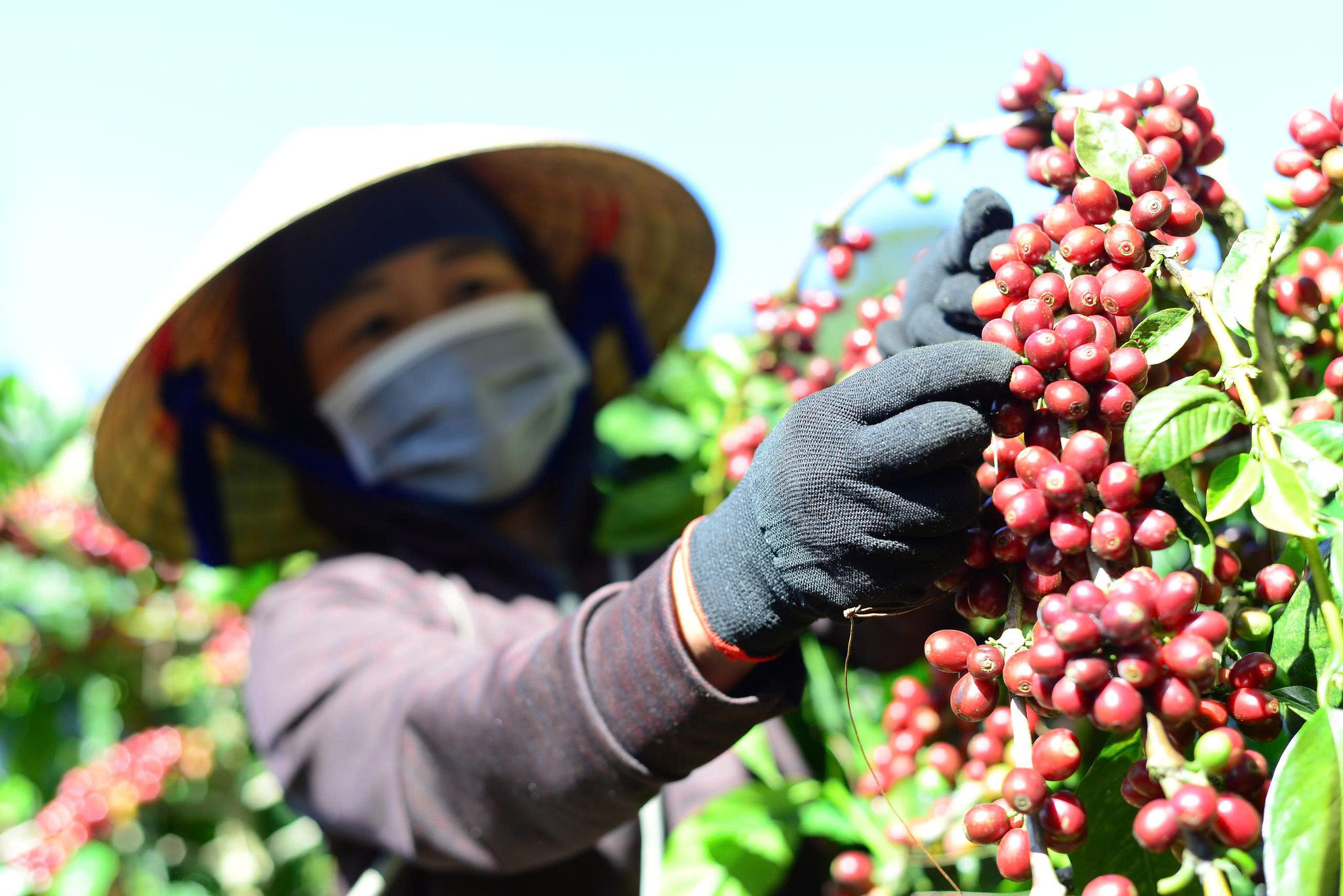 Hạt cà phê nơi vùng biên giới