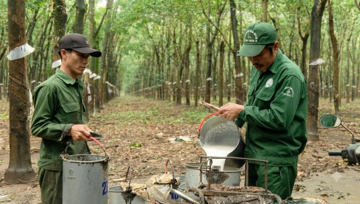Giá bán cao nên công nhân cao su đẩy mạnh hoạt động khao thác, để tăng thu nhập