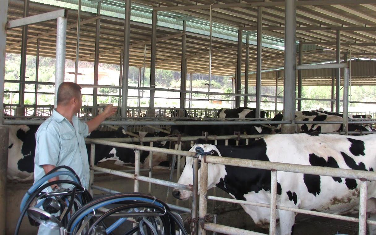 Ngành chăn nuôi tỉnh ưu tiên phát triển giống bò sữa Holstein Friesian thuần chủng có năng suất, chất lượng sữa cao