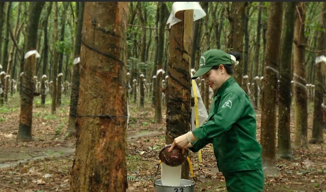 Nhiều vườn cao su được che chắn cẩn thận để duy trì hoạt động khai thác trong điều kiện thời tiết mưa nhiều