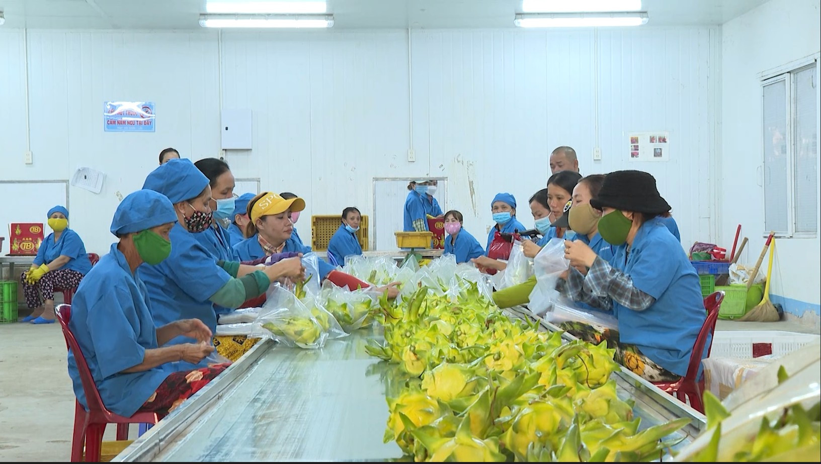 Công nhân xếp hàng thu hoạch thanh long vỏ vàng