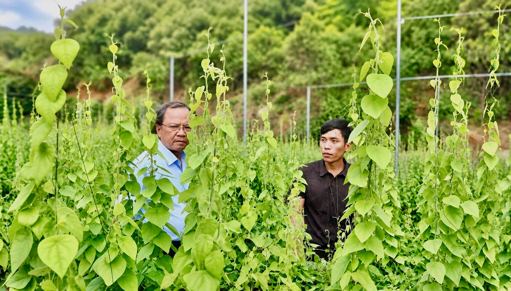 Anh Lê Thanh Anh Ý (bên phải) hiện có khoảng 2 sào sâm Nam cho thu nhập ổn định. 