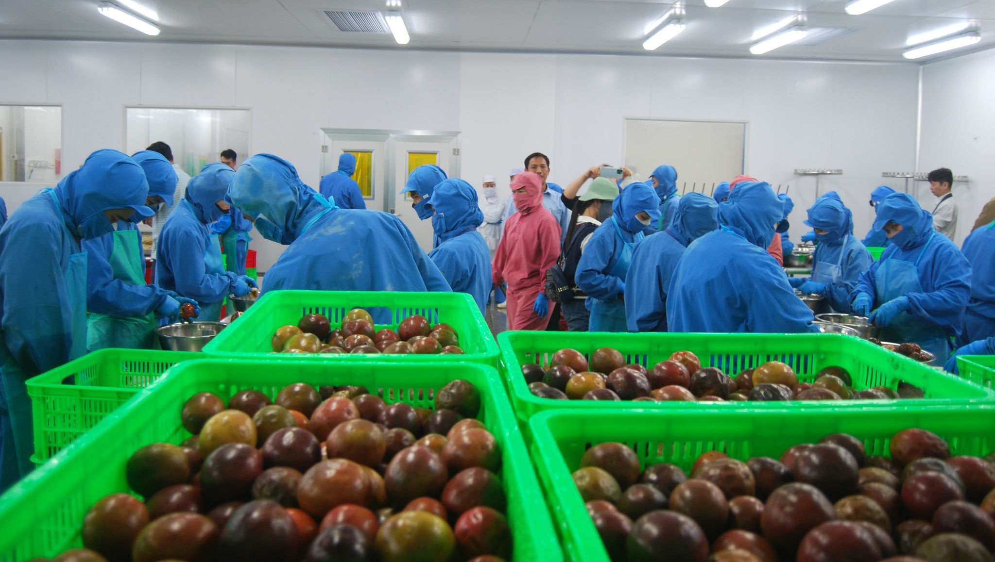 Khu vực chế biến chanh leo xuất khẩu tại một doanh nghiệp ở xã Phú Sơn Lâm Hà