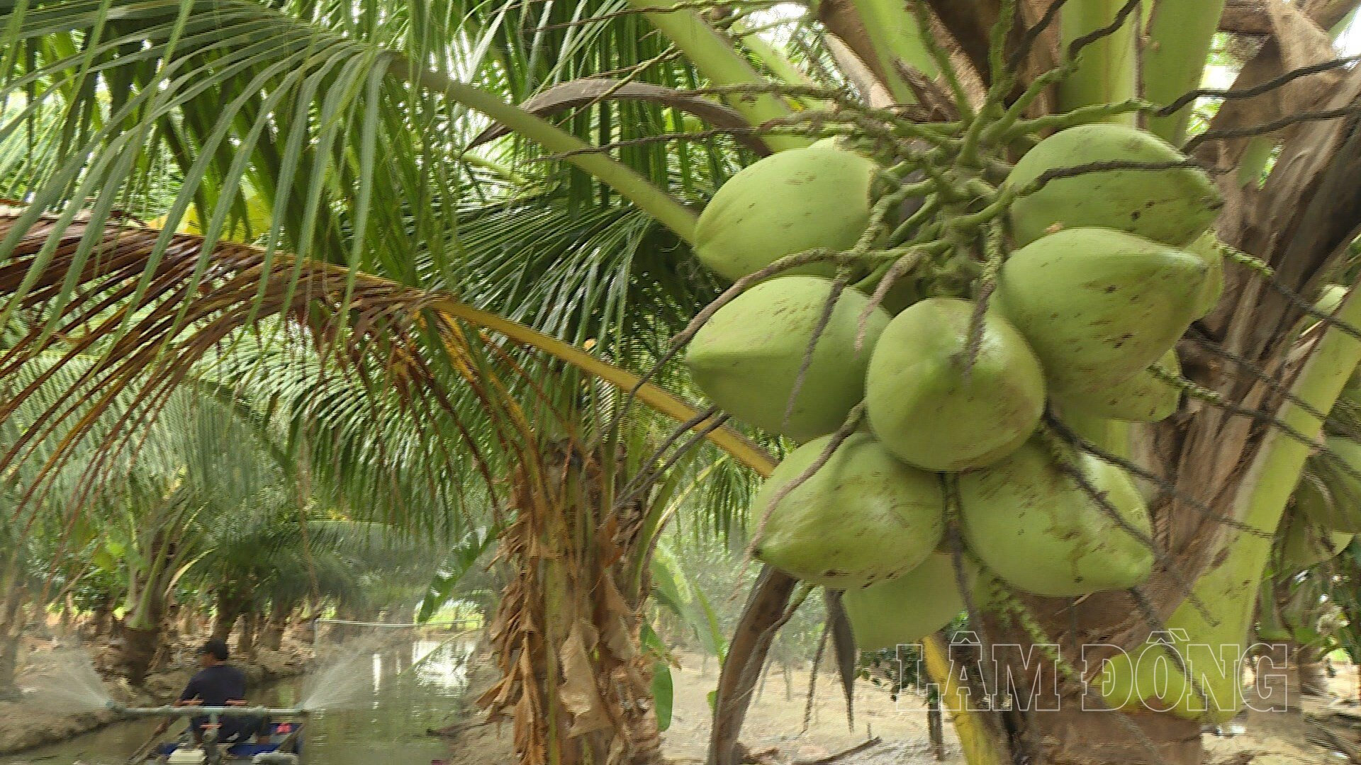 Anh Tạ Văn Thuyết ở thôn Phan Hoa, xã Bắc Binh đã học mô hình trồng dừa ở miền Tây rồi đưa về thử nghiệm. Sau thời gian chăm sóc, cây phát triển tốt