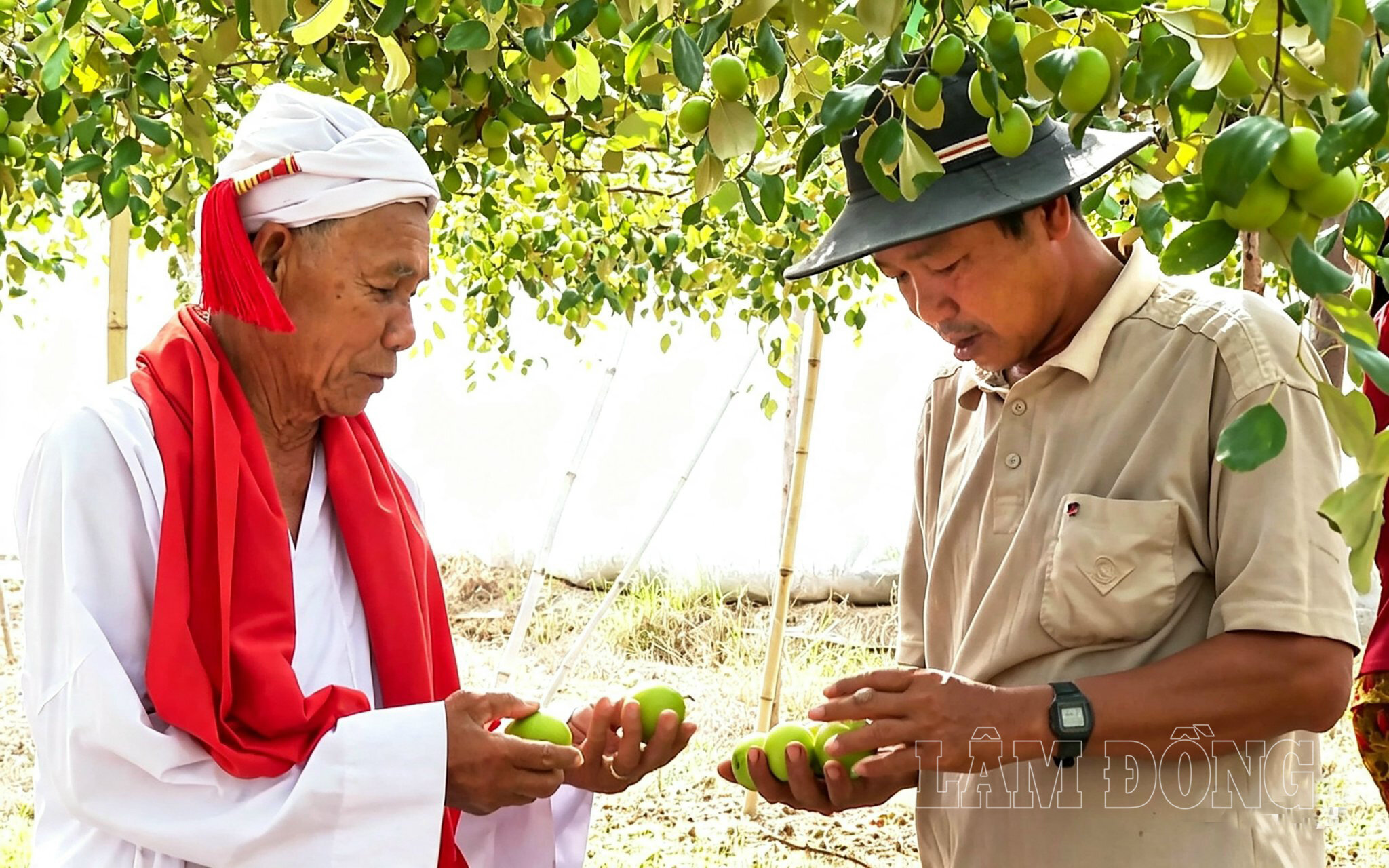 Niềm vui của Sư cả Đoàn Minh Duyên khi thấy nhiều hộ dân thôn Tuy Tịnh 2, xã Tuy Phong, tỉnh Lâm Đồng đã chuyển sang trồng táo, mang lại hiệu quả kinh tế cao (2)