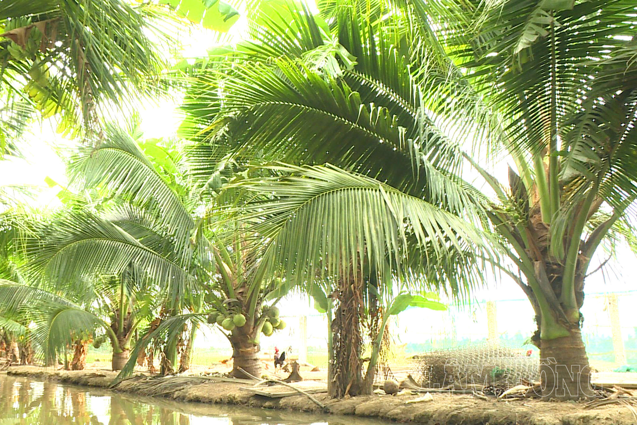 Từ chân ruộng kém hiệu quả, những hàng dừa xanh tốt đang dần hình thành một mô hình sinh kế mới của anh Tạ Văn Thuyết ở thôn Phan Hoa, xã Bắc Binh