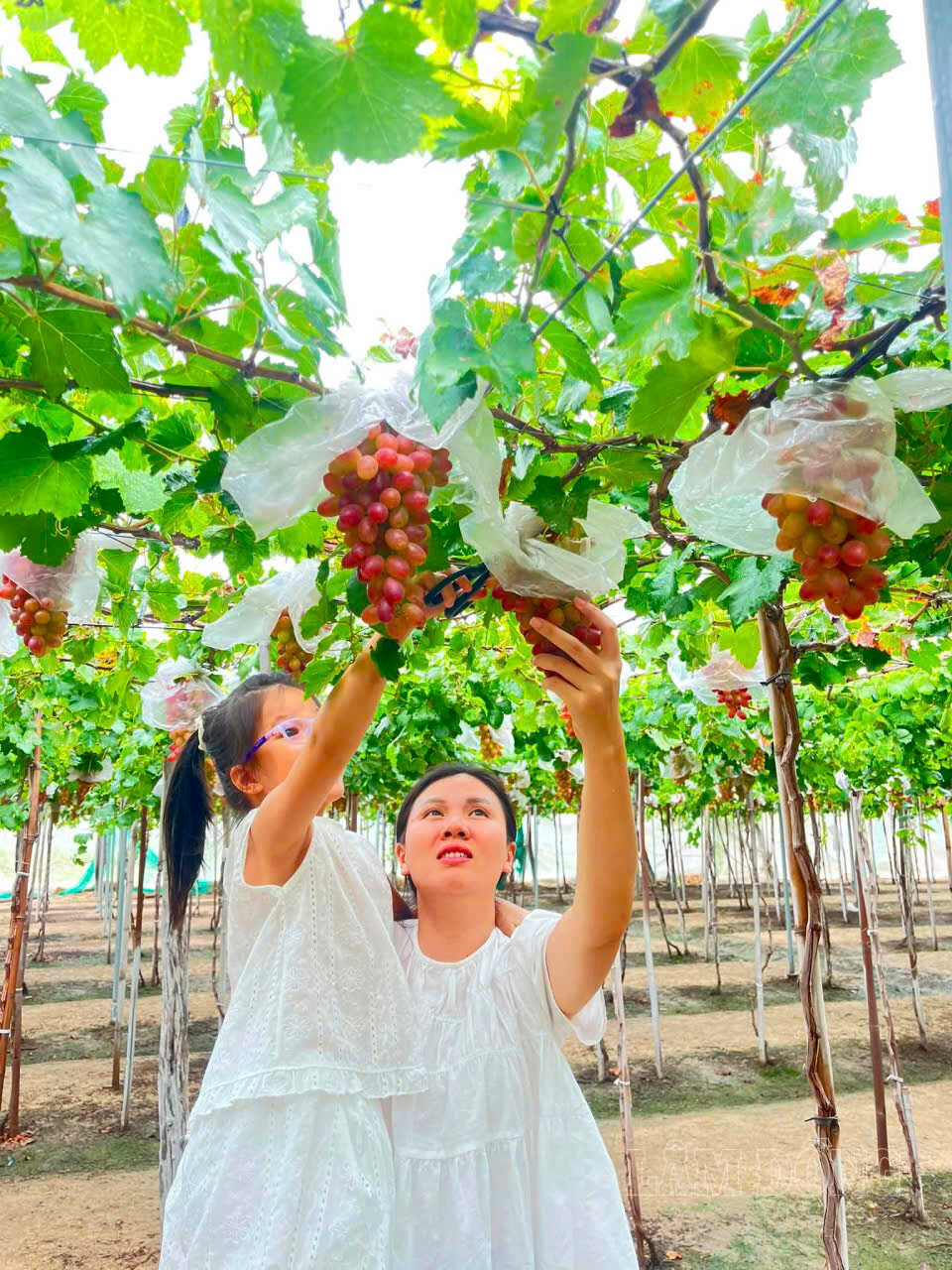 Tuy những vườn nho giống mới vẫn còn khiêm tốn, nhưng là nét chuyển đổi đáng mừng trong phát triển cây trồng lợi thế địa phương vùng Chăm, xã Liên Hương