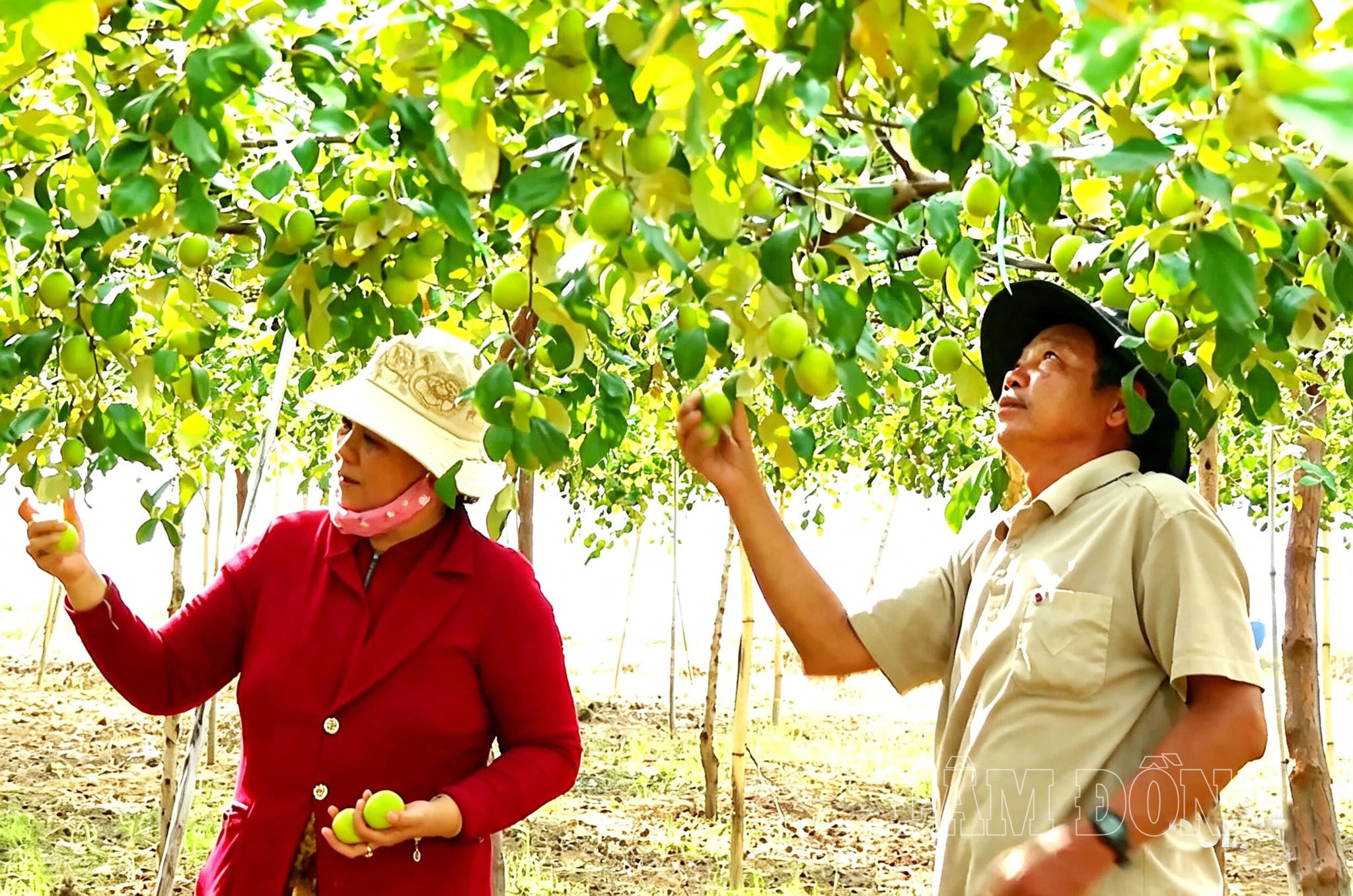 Việc đưa cây vào nhà màng giúp đồng bào Chăm thôn Tuy Tịnh 2, xã Tuy Phong kiểm soát tốt hơn các yếu tố bất lợi từ thời tiết và côn trùng.