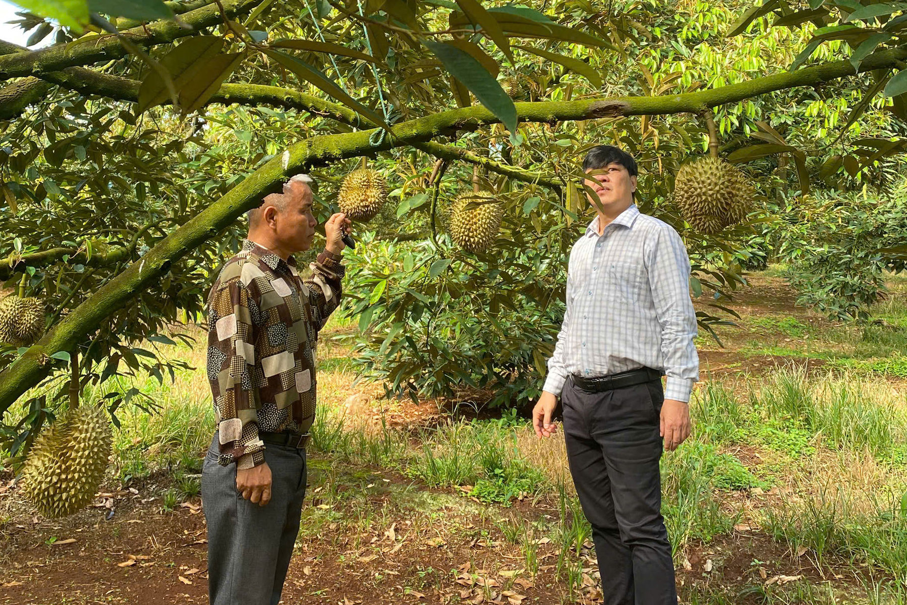sau-rieng-sai-qua-o-lam-dong(1).jpg