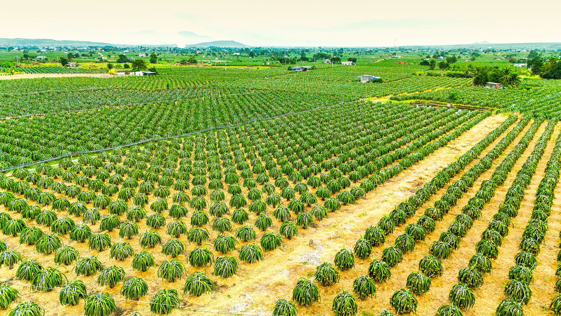 vùng trồng thanh long