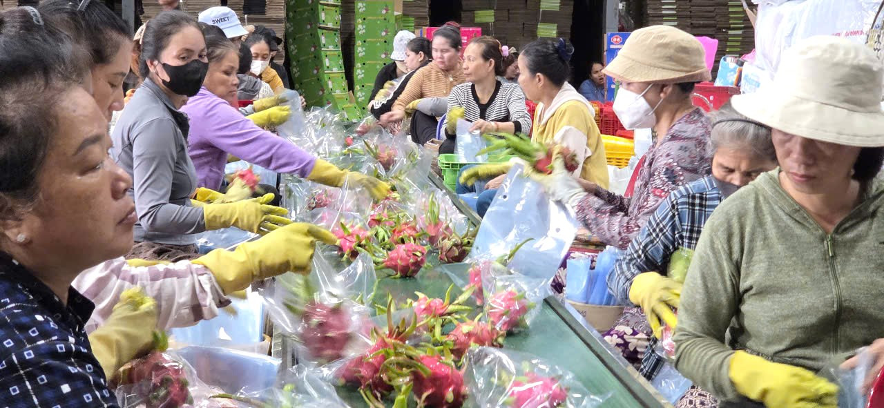 Liên kết sản xuất thanh long theo hình thức hợp tác gắn với thị trường tiêu thụ