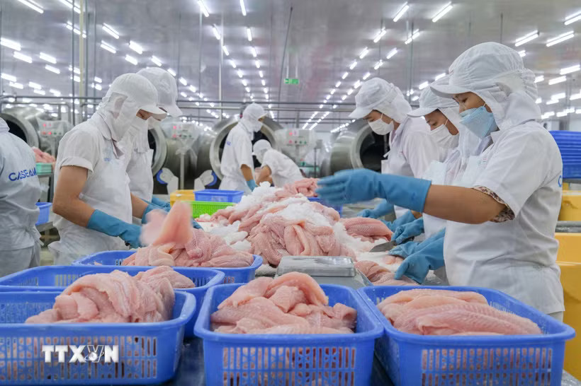 Doanh nghiệp Việt Nam chế biến cá tra xuất khẩu. (Ảnh: Thanh Liêm/TTXVN)