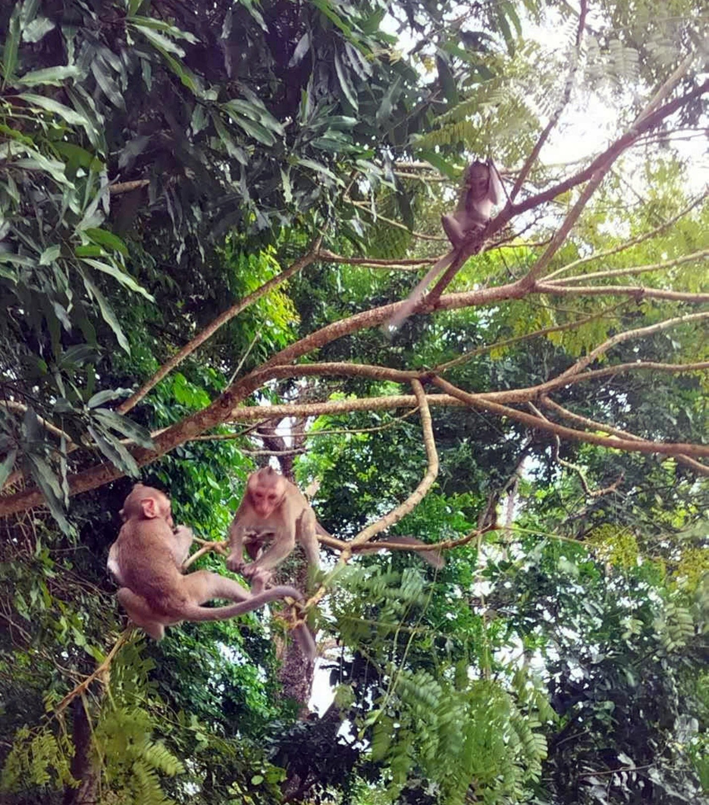 Đàn khỉ trên núi Tà Kóu vô cùng dạn dĩ. Ảnh TTC