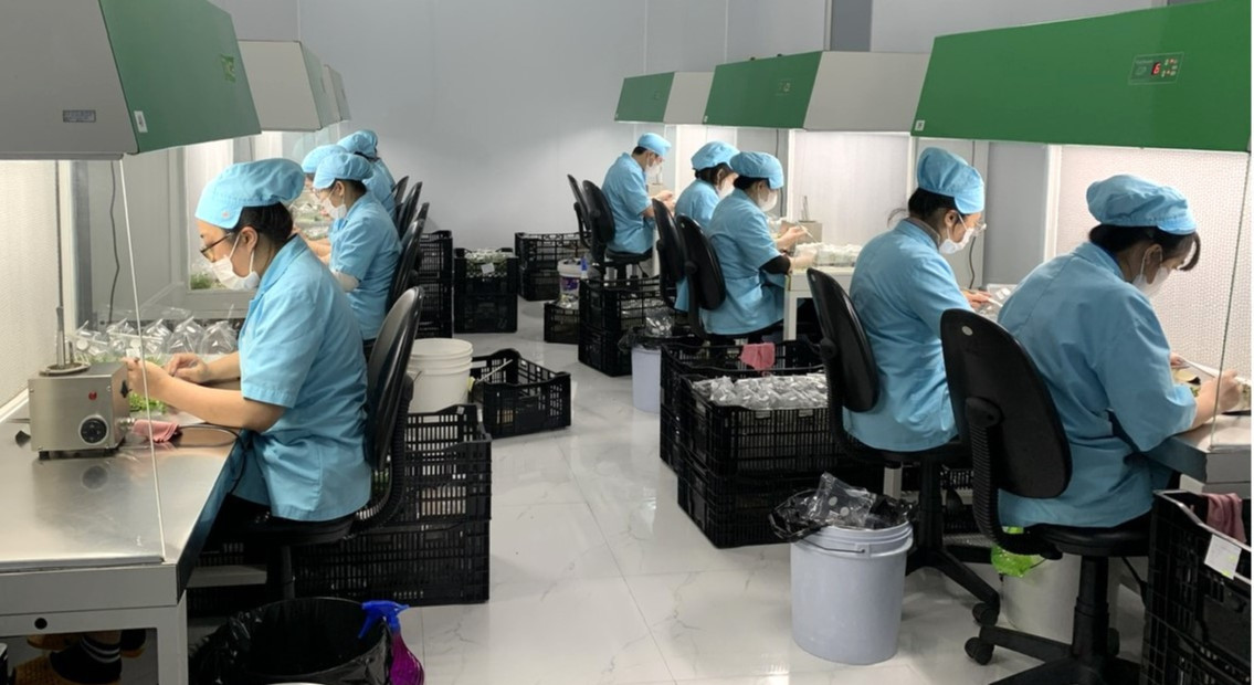 nhân giống bằng phương pháp cấy mô Ảnh Văn Việt