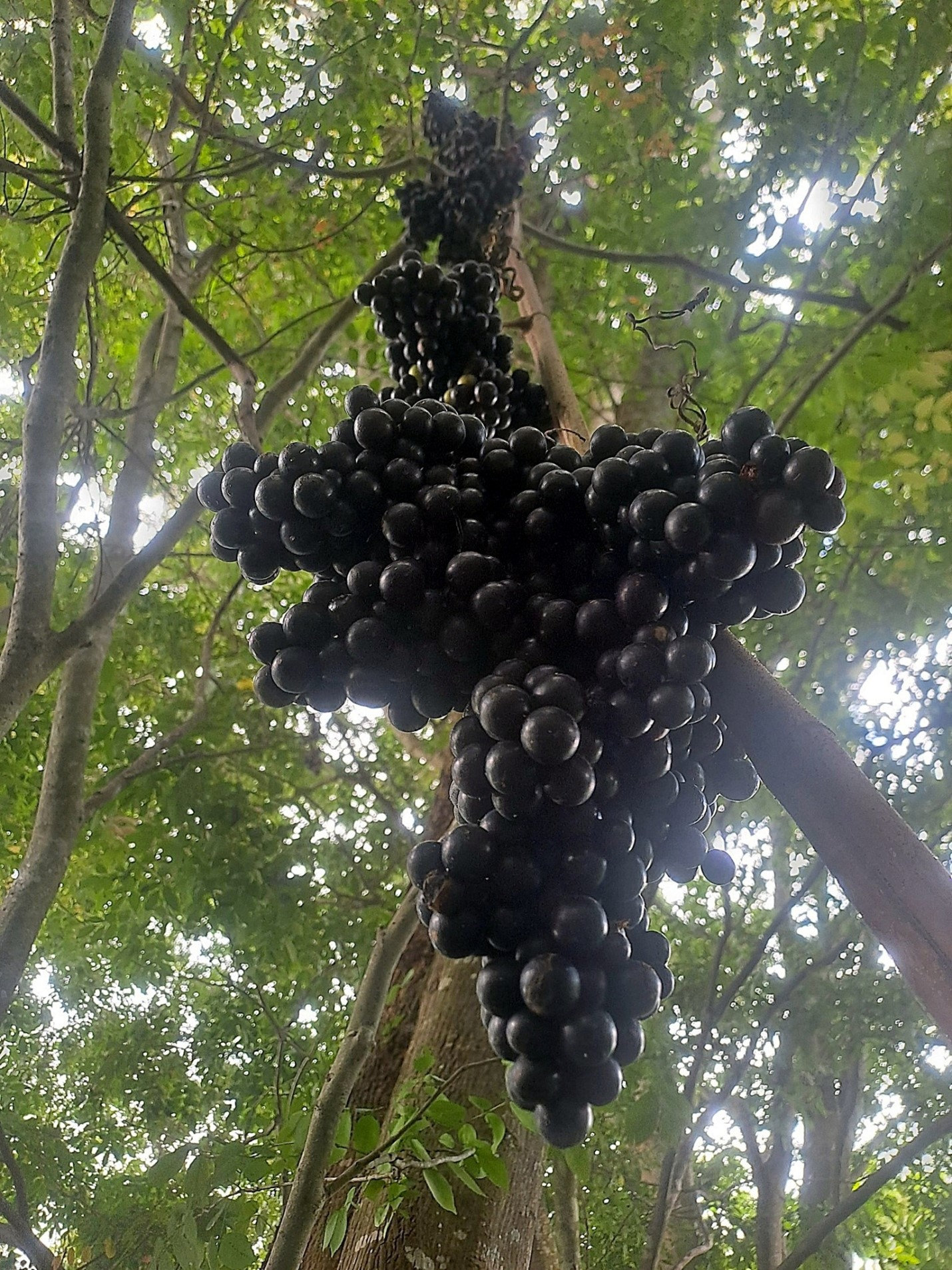 Nho rừng Tà Kóu. Ảnh PN