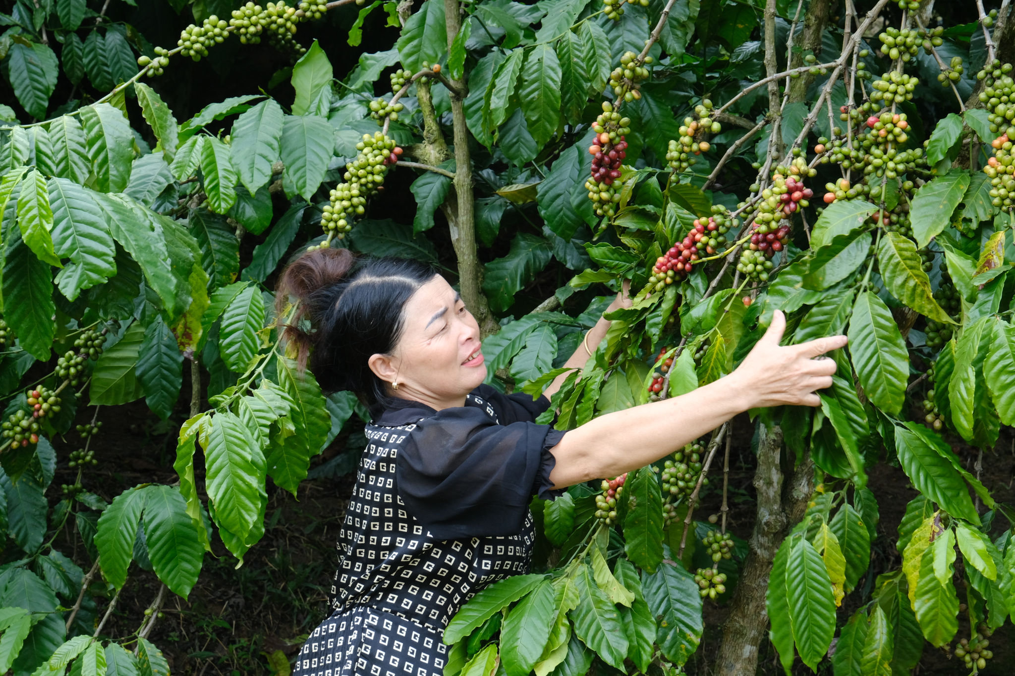 Lam Dong Pushes to “Green” Its Coffee Value Chain