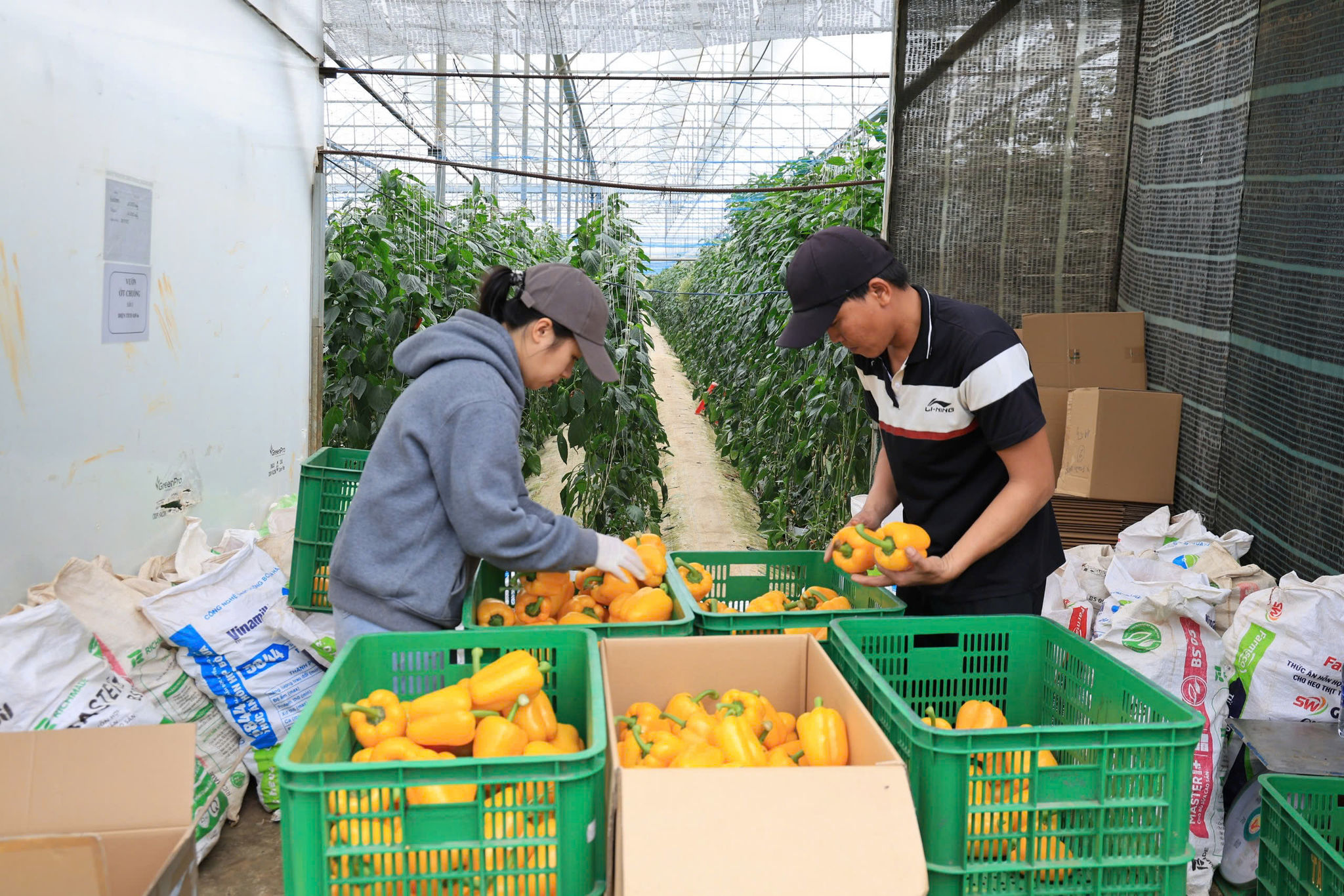 công nhân đang phân loại ớt ở Ka Đô