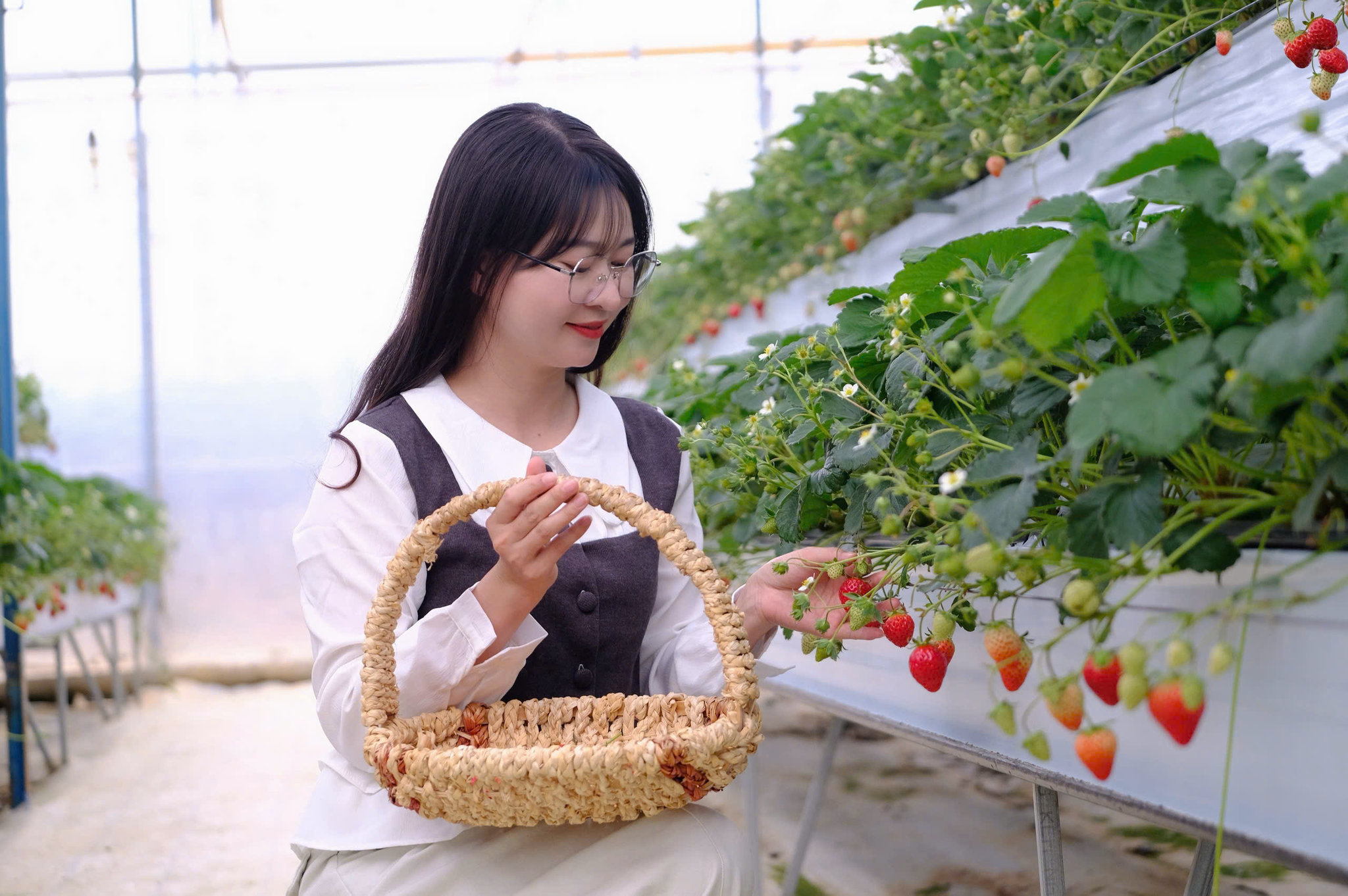 Du khách trải nghiệm hái dâu ở phường Lang Biang - Đà Lạt (1)