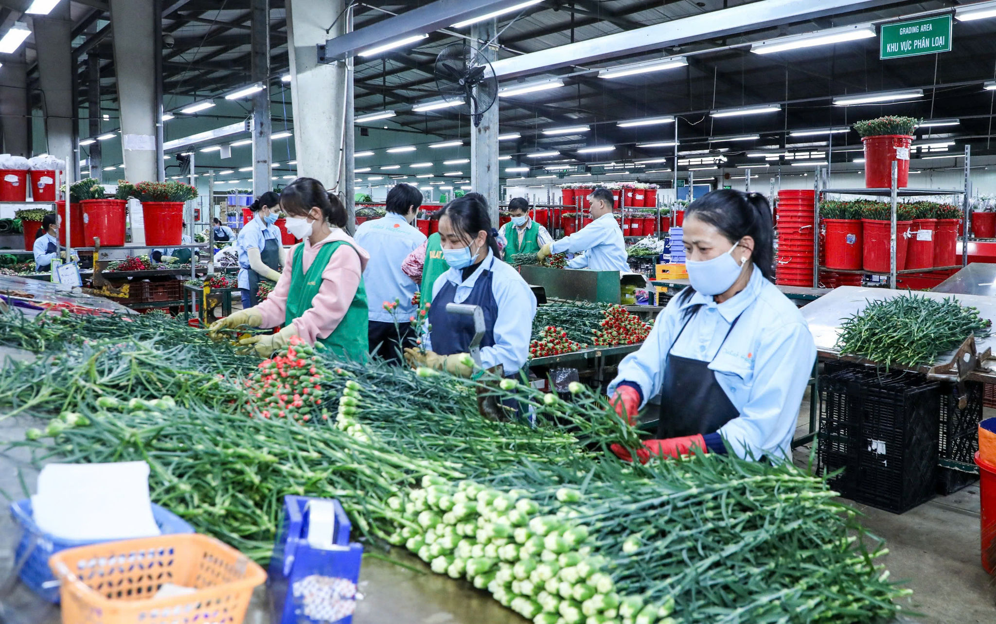 Đóng gói hoa Đà Lạt 