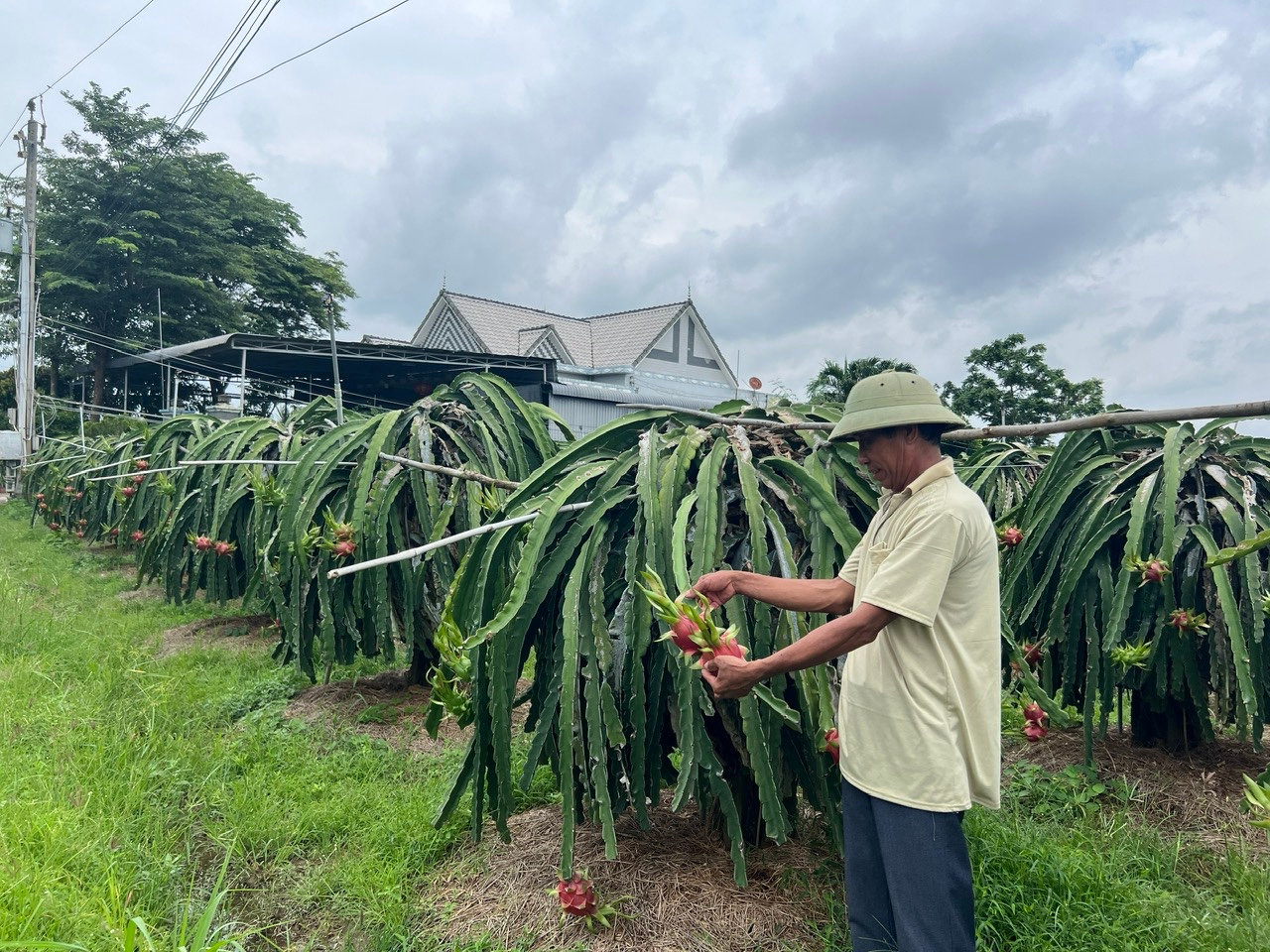 ông Duẩn bên vườn thanh long