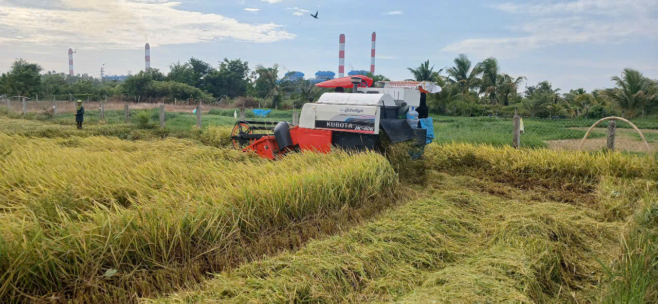 thu hoạch lúa hè thu ven nhà máy thủy điện