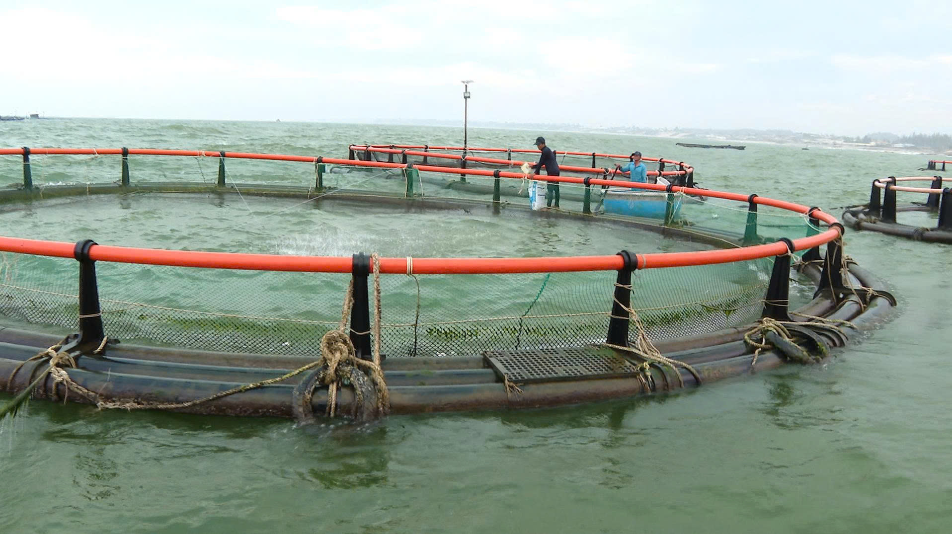 Golden Pompano Farming Adapts to Climate Change