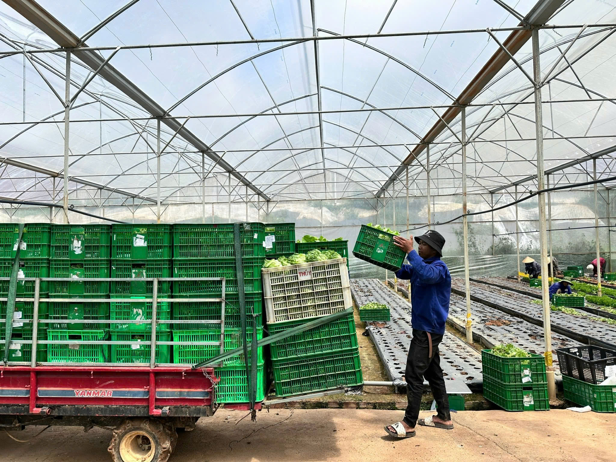 Kết hợp kỹ thuật hiện đại với kinh nghiệm truyền thống, nông nghiệp Lâm Đồng đang ngày càng phát triển.