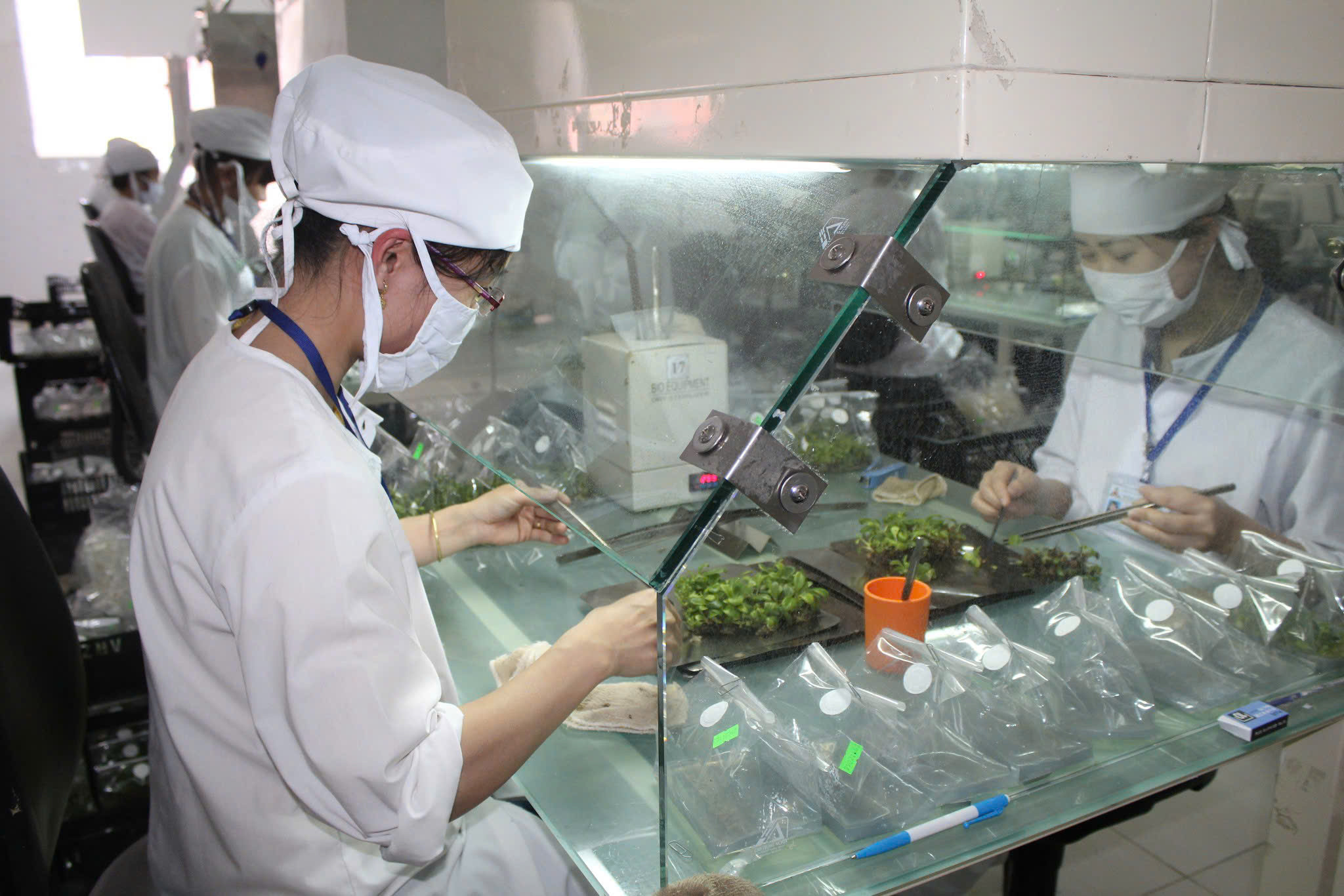 Nghiên cứu nhân giống rau hoa bằng công nghệ