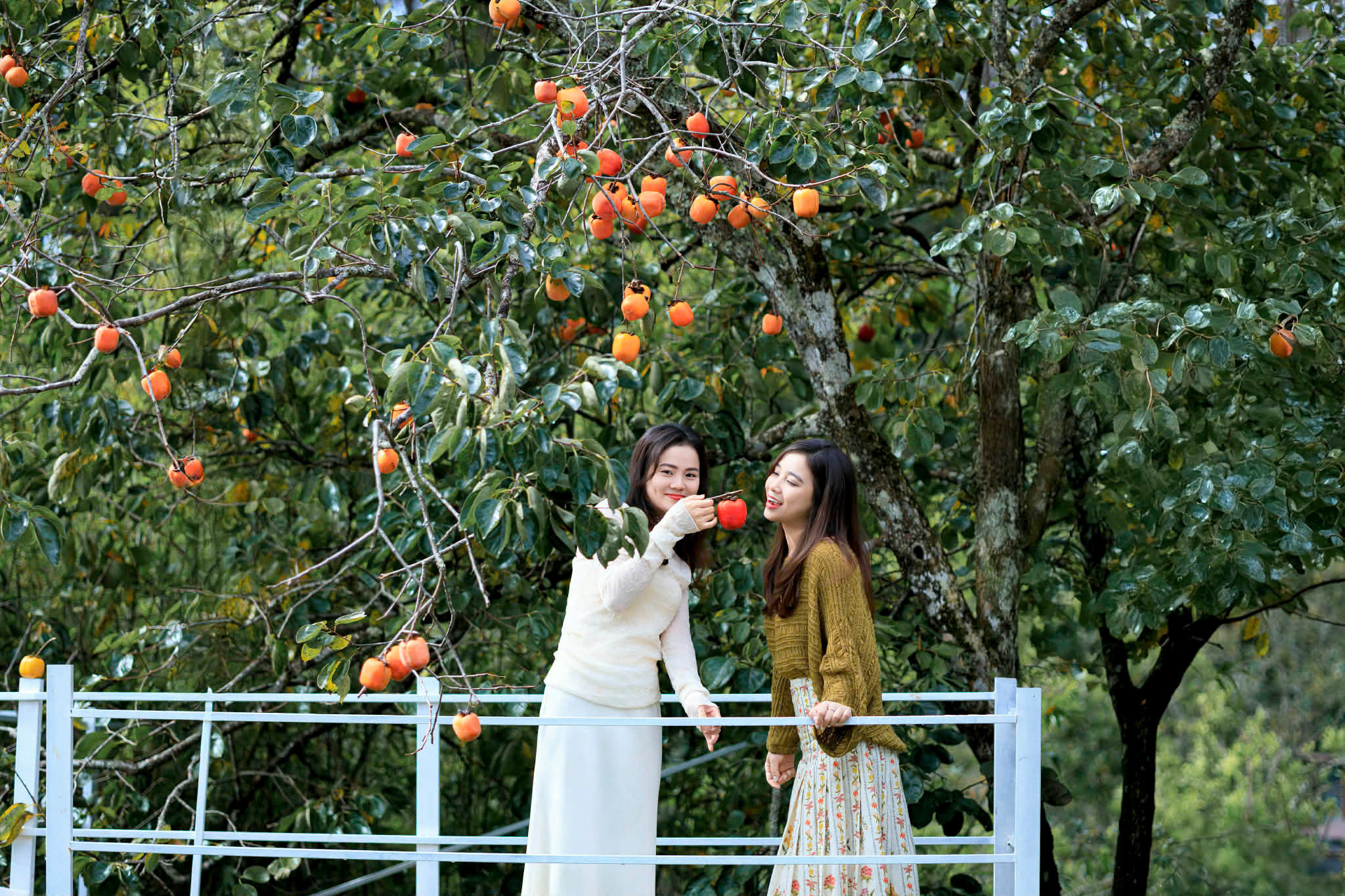 Persimmon.jpg