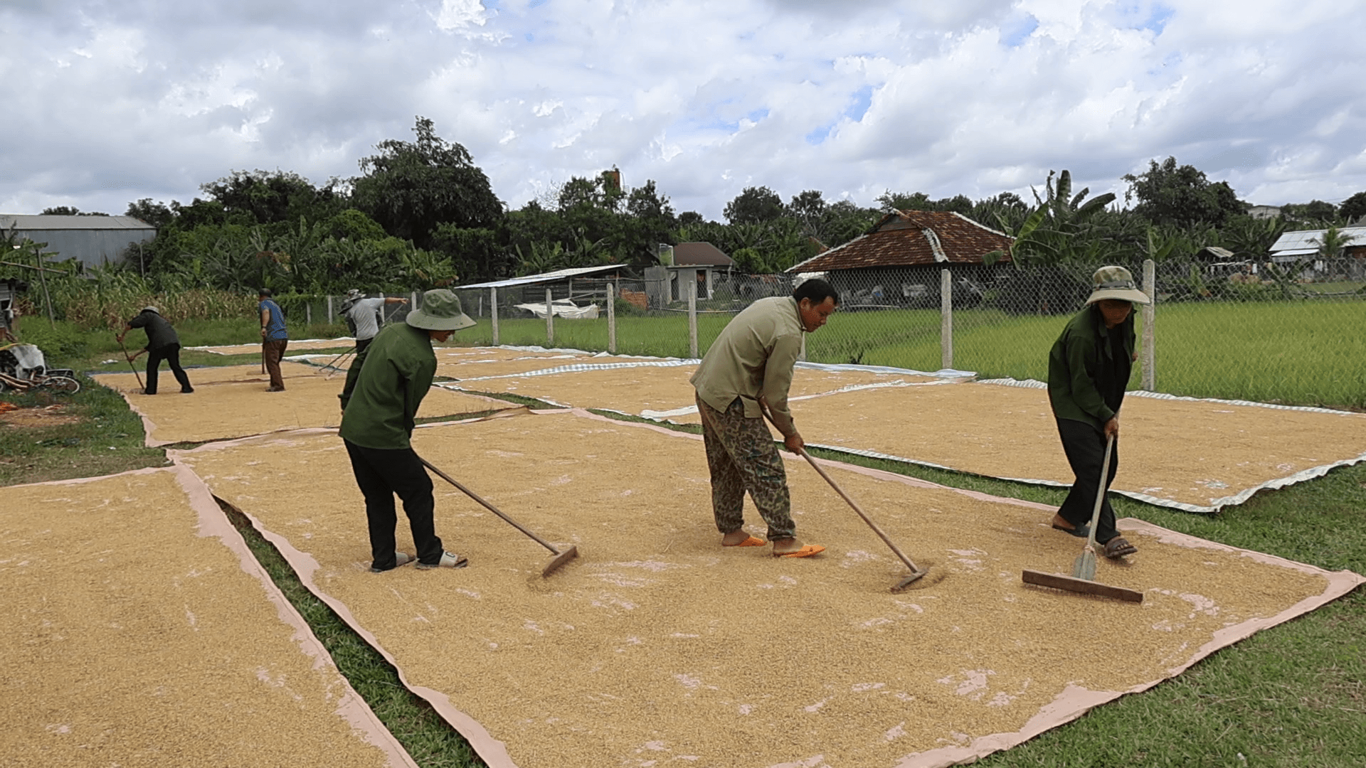 Người dân thôn 14 đoàn kết giúp đỡ nhau thu hoạch nông sản, phơi lúa