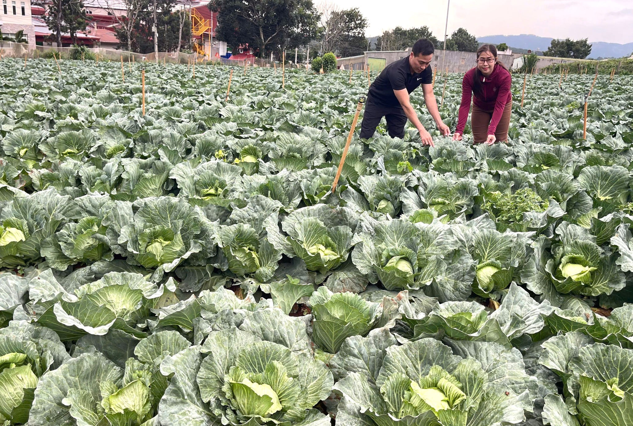 Tăng cường điều phối vùng nguyên liệu trên cơ sở liên kết, thống nhất và chia sẻ thông tin giữa đơn vị chủ trì với thành viên nông dân