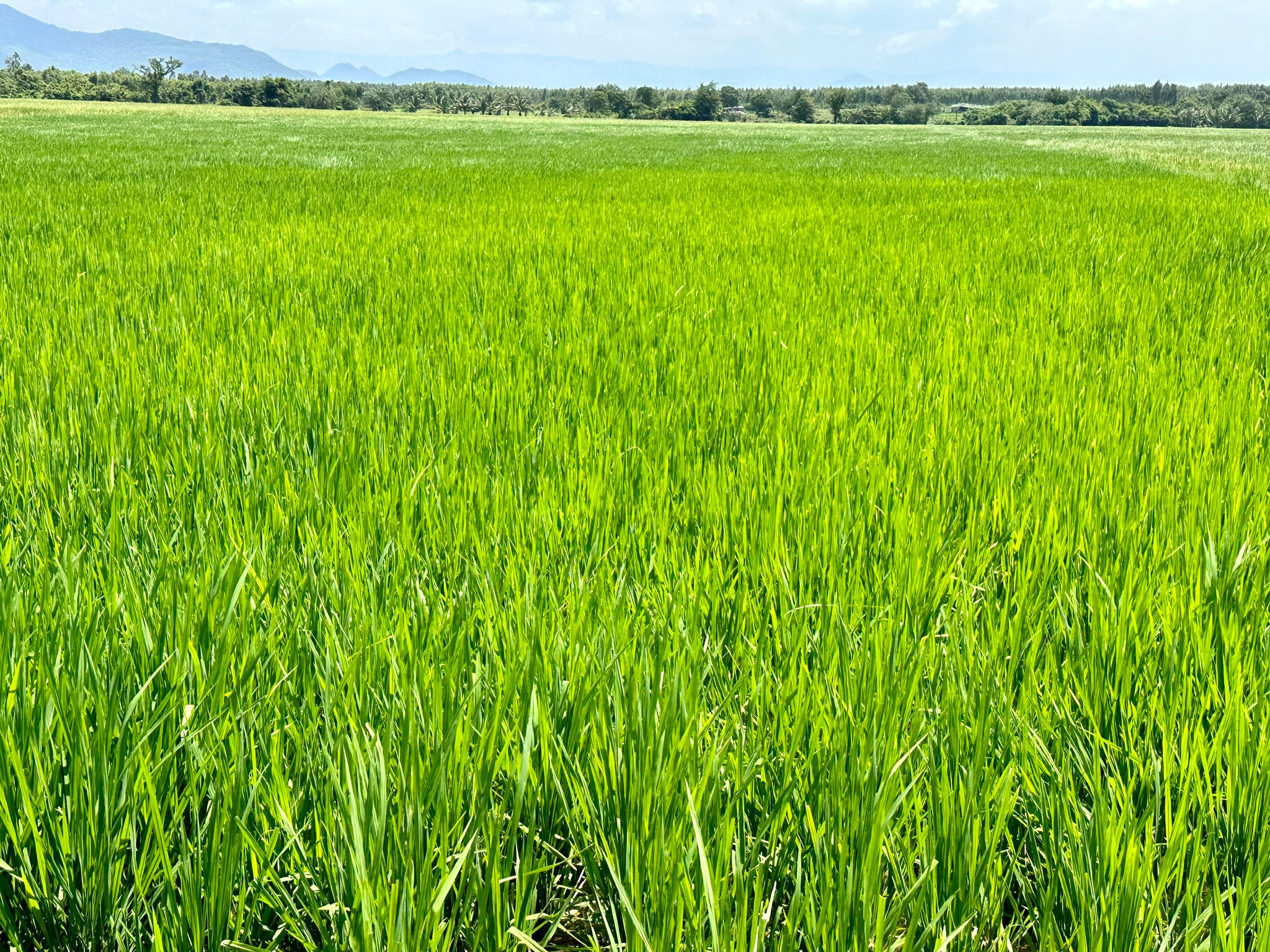 lúa Bắc Thịnh