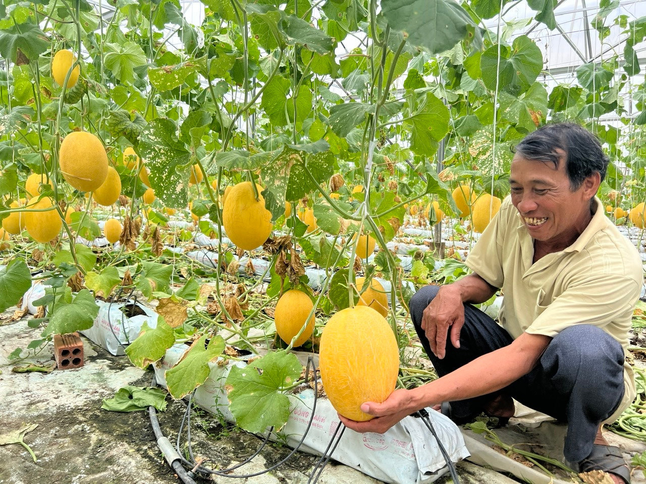Hành trình làm chủ của nông dân Lâm Đồng