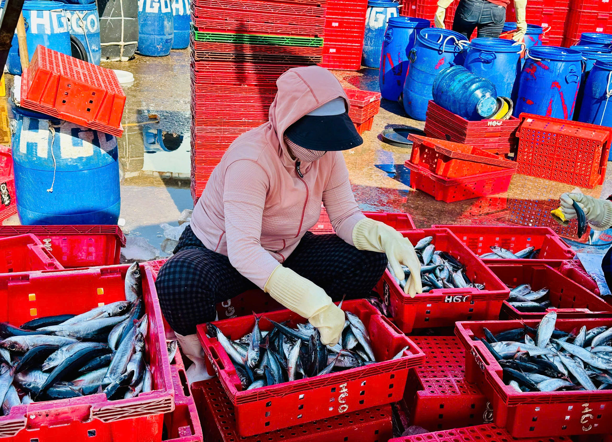 nhiều loai cá